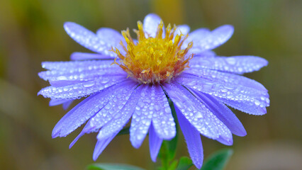 flower, nature, purple, blossom, spring, flower in the rain, beauty, kwiaty w deszczu