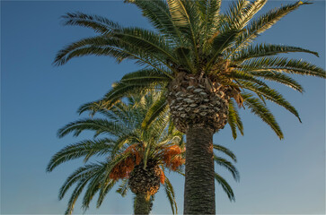 Two date palms against a clear blue spanish sky in Autumn
