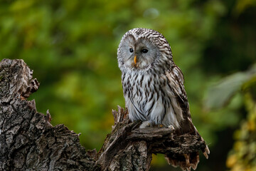 Owl in green forest. Ural owl, Strix uralensis, perched on branch and observes surroundings. Beautiful grey owl in natural habitat. Wildlife. Hunting raptor. Bird of prey in autumn nature.