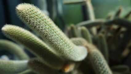 botanic garden and flowers plus architecture