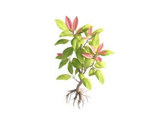a green and pink plant with roots