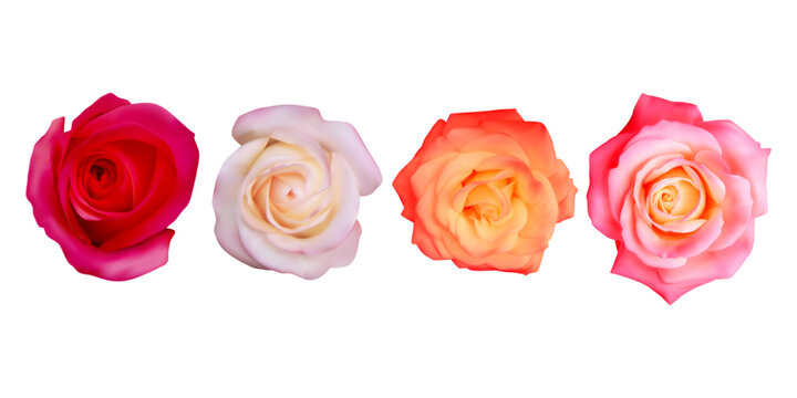 Set of rose Realistic vector elements set of rose open flower isolated on white Vector illustration