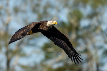 An American bald eagle flying through a forest