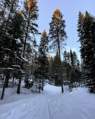 Snowy forest with tall trees. Algonquin Park, Canada.