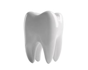 a white tooth model