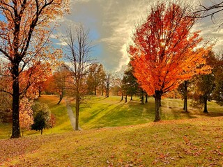 Bright orange maple in Cherokee Park, Louisville, Kentucky