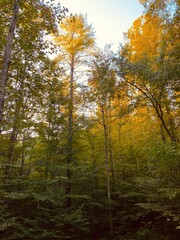 Tall trees with golden leaves in Red River Gorge, Kentucky