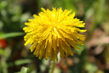 Bright yellow petals on a dandelion on a sunny spring day near Burg Pyrmont in Germany.