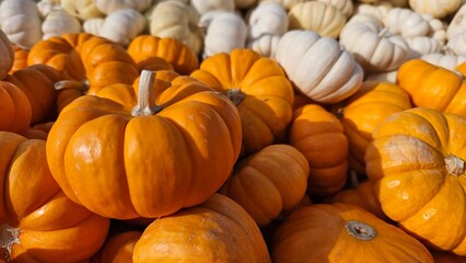 Pile of Mini Pumpkins Close Up