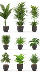 Obraz premium A vigorous assortment of six varied potted plants set against a transparent backdrop, highlighting rich greens for indoor decoration.