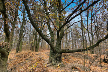 Poznań, Cybina River Valley, protected nature area, trees surrounding the river in autumn colors...