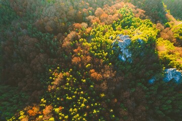 Aerial view of vibrant autumn forest