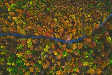 Aerial view of autumn forest with winding road.