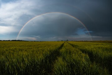 Fototapeta premium Rainbow over a lush green field
