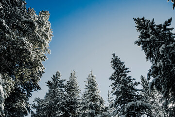 looking up at the tops of snow covered pine trees with blue sky