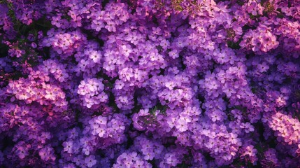 Obraz premium Purple Phlox blooms in the summer garden.
