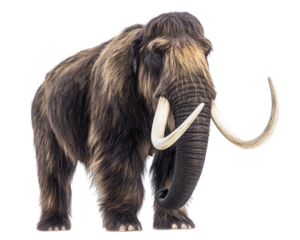 a mammoth with tusks on its nose