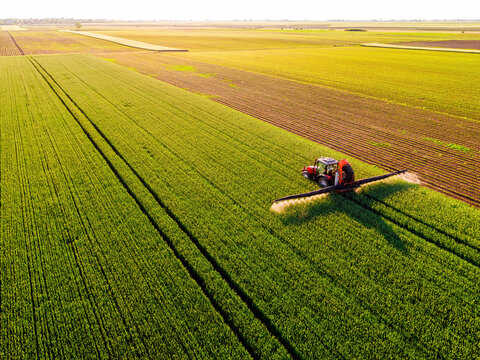 Aerial view of a farmer driving a tractor on a rural path between vibrant wheat green crops