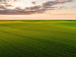 Green wheat field growing under cloudy sunset sky in spring © oticki