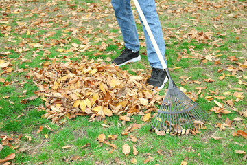 Man gathering fallen leaves with fan rake outdoors, closeup