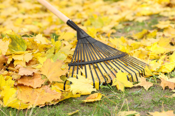 Gathering fallen leaves with fan rake outdoors, closeup