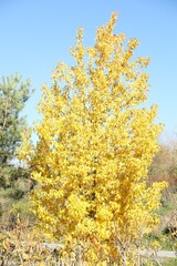 Fototapeta premium Beautiful tree with yellow leaves growing in autumnal park