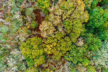 deciduous tree forest in autumn, aerial overhead drone view