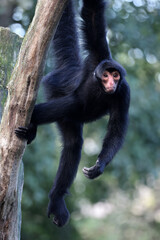 The red-faced spider monkey (Ateles paniscus), also known as the Guiana spider monkey or red-faced black spider monkey