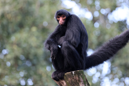 The red-faced spider monkey (Ateles paniscus), also known as the Guiana spider monkey or red-faced black spider monkey
