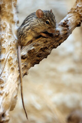 The Barbary striped grass mouse (Lemniscomys barbarous) close up shot