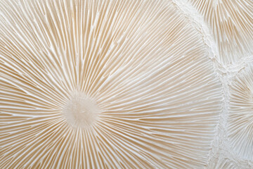 Obraz premium Close-up of mushroom gills texture, delicate radial patterns in beige and white tones, emphasizing organic detail