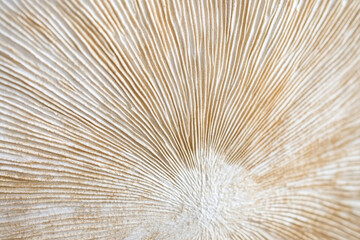Close-up of mushroom gills texture, delicate radial patterns in beige and white tones, emphasizing organic detail
