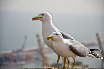 seagulls on the castle wall at barcelona