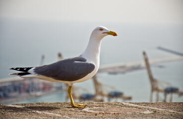 seagull on the castle wall at barcelona