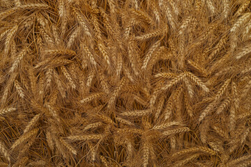 Golden wheat field texture, close-up of intertwined stalks and seed heads, warm earthy tones glowing under sunlight
