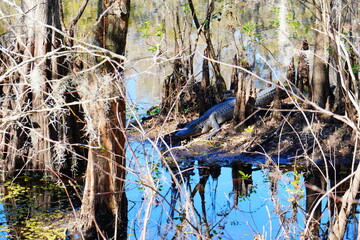 Winter Landscape of Hillsborough river at Lettuce lake park	
