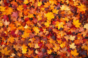 Dense autumn forest texture, overlapping orange and red leaves with scattered sunlight breaking through