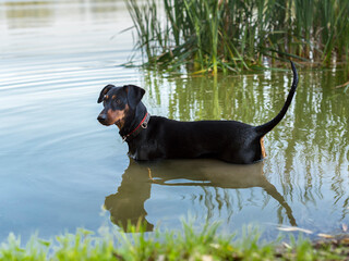 Dog, German Pinscher breed, black and tan color, swims in water in summer