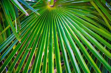 Fototapeta premium Palm leaves close-up against the sky, green natural background.