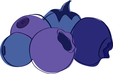 Vector illustration of fresh five blueberries. Graphic line composition Sweet fruit in blue color  isolated on white background