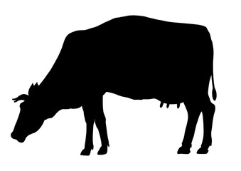 Vector illustration with Silhouette of Cow. Drawing of farm animal painted by black inks. Etching of cattle for dairy products on isolated background. Monochrome shadow for milk production label.