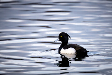 Obraz premium Reiherente im Winter