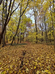 Naklejka premium Spaziergang durch den Plänterwald, an einem Herbsttag, in Berlin Treptow