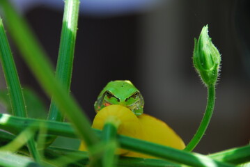 frog on a leaf