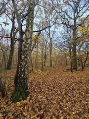 Fototapeta premium Herbstmagie: Der schöne Plänterwald an einem Herbsttag in Berlin Treptow