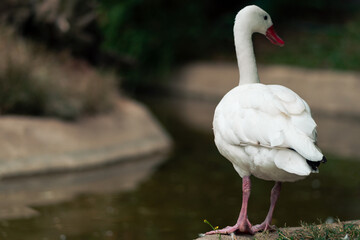 View of a white duck swimming and posing in its lake in a natural zoo. On a cloudy day. No people, just in its natural environment.