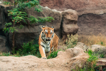 View of an adult tiger and his family in a natural zoo. Moving, interacting and resting. On a cloudy day. No people, just in their natural environment.