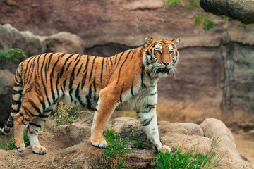 View of an adult tiger and his family in a natural zoo. Moving, interacting and resting. On a cloudy day. No people, just in their natural environment.