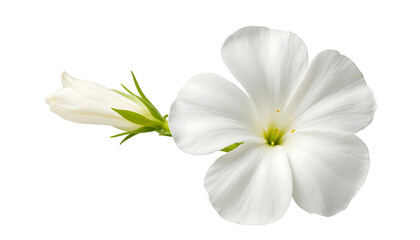 Obraz premium White Plumbago Flower with Bud and Leaves Isolated on Transparent Background