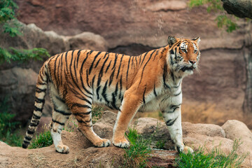 View of an adult tiger and his family in a natural zoo. Moving, interacting and resting. On a cloudy day. No people, just in their natural environment.